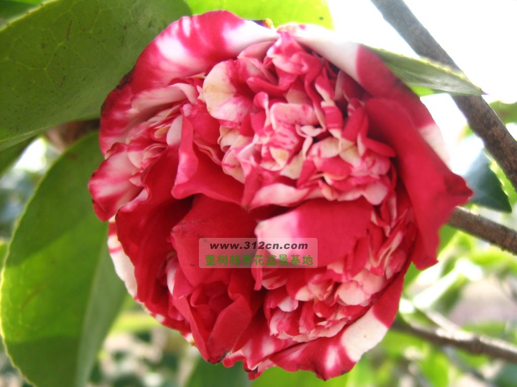 名称:花佛鼎<br>英文名:Huafoding