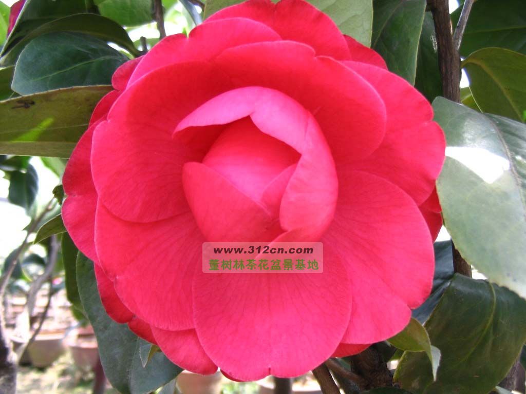 名称:大朱砂<br>英文名:Dazhusha